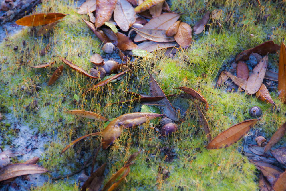Moss and Leaves